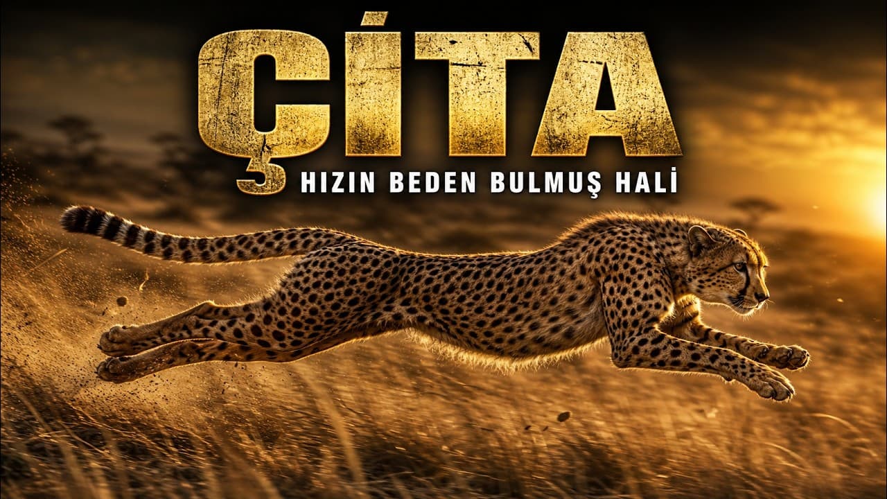 ÇİTA: Hızın Bedeli | Türkçe Doğa Belgeseli