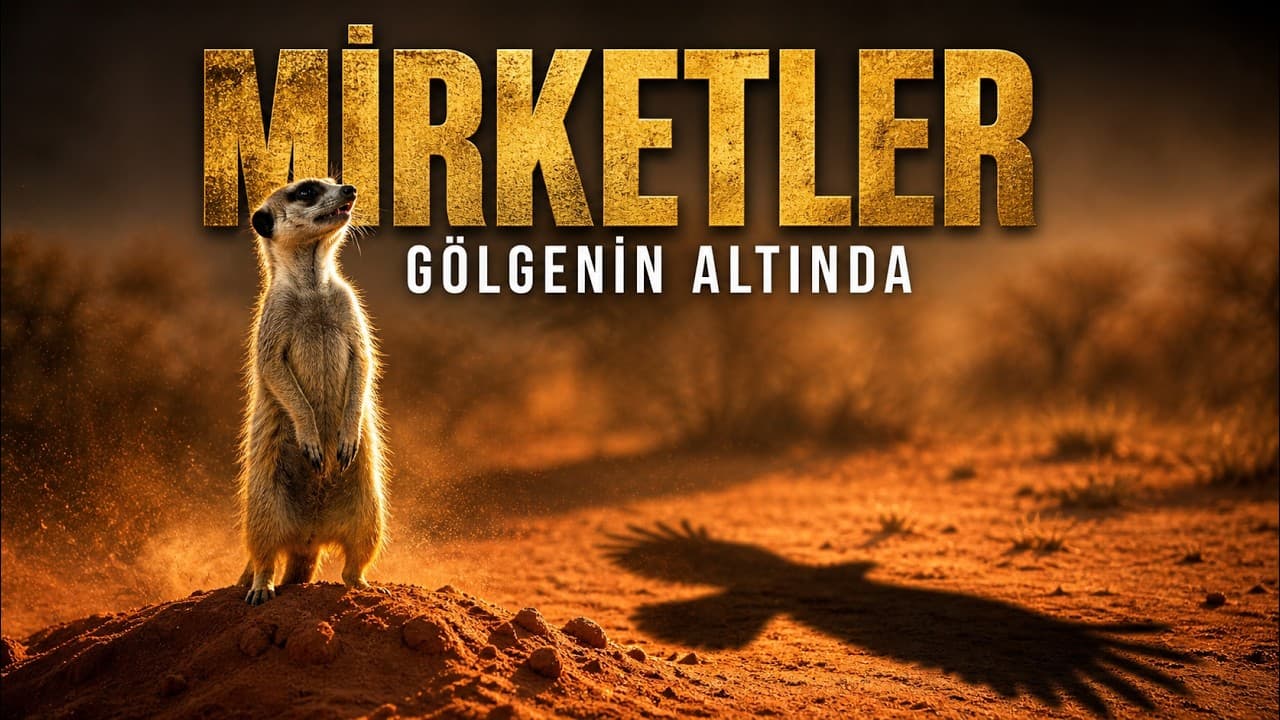 MİRKETLER: Çölün Sessiz Nöbetçileri | Kısa Doğa Belgeseli