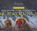 Beyaz Örtünün Altında Sıcak Hayatlar: Kar Maymunları